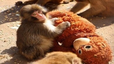 قرد المكاك الصغير "بونش" يحتضن دمية غوريلا كبيرة الحجم، يبدو عليها علامات التعلق والألفة في حديقة حيوانات إيتشيكاوا باليابان، في مشهد مؤثر يعكس حاجته للأمومة.