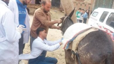 محافظ القليوبية يتابع جهود القافلة البيطرية المجانية لدعم صغار المربين بشبين القناطر