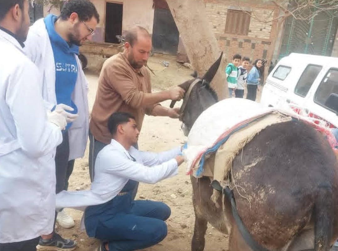 محافظ القليوبية يتابع جهود القافلة البيطرية المجانية لدعم صغار المربين بشبين القناطر