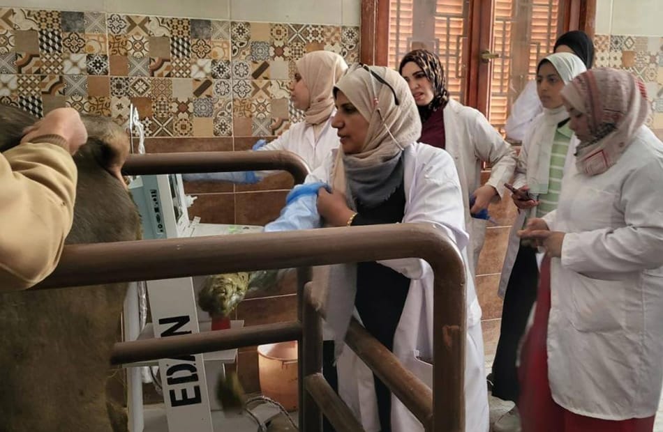 جامعة بنها تنظم قافلة بيطرية مجانية بقرية طحانوب بشبين القناطر