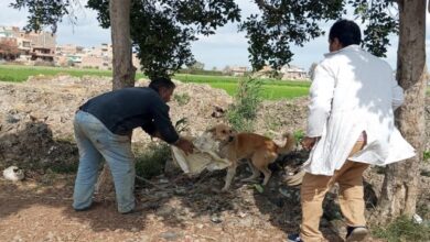تحصين الكلاب الحرة ضد مرض السعار بالدقهلية| صور