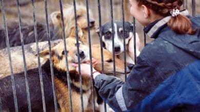 كلب سعيد يرتدي سترة مكتوب عليها 'تبنني' (Adopt Me) وهو يلهو في الطبيعة الخلابة بجزيرة كاواي في هاواي، ضمن برنامج الرحلات الميدانية لجمعية كاواى الإنسانية.