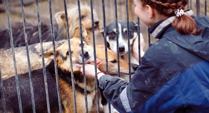 كلب سعيد يرتدي سترة مكتوب عليها 'تبنني' (Adopt Me) وهو يلهو في الطبيعة الخلابة بجزيرة كاواي في هاواي، ضمن برنامج الرحلات الميدانية لجمعية كاواى الإنسانية.