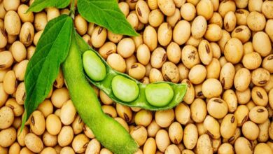 اختناقات حادة في ميناء ميريتتوبا البرازيلي تهدد تصدير محصول الصويا