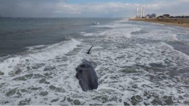 ظهور حوت عنبر نافق قبالة سواحل غزة