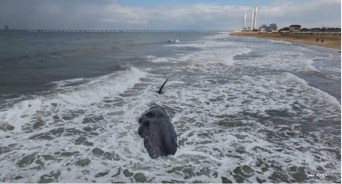 ظهور حوت عنبر نافق قبالة سواحل غزة