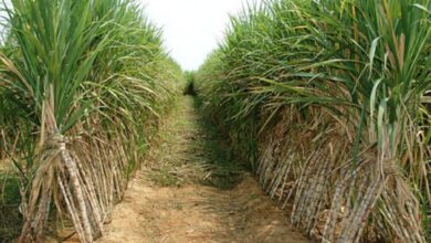 توريد 2.9 مليون طن قصب لمصانع السكر وإنتاج 306 آلاف طن سكر
