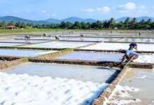 غرفة القاهرة تعلن عن فرصة استثمارية لتطوير ملاحات بسريلانكا