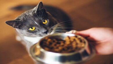 صيني يحقق 23 ألف دولار أرباحاً من إطعام القطط خلال عطلة رأس السنة