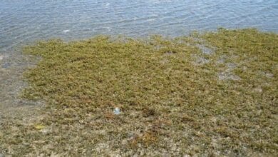 وزارة الري تطلق مبادرة لتدوير "ورد النيل" لإنتاج مشغولات يدوية