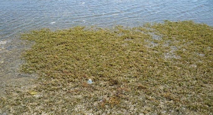 وزارة الري تطلق مبادرة لتدوير "ورد النيل" لإنتاج مشغولات يدوية