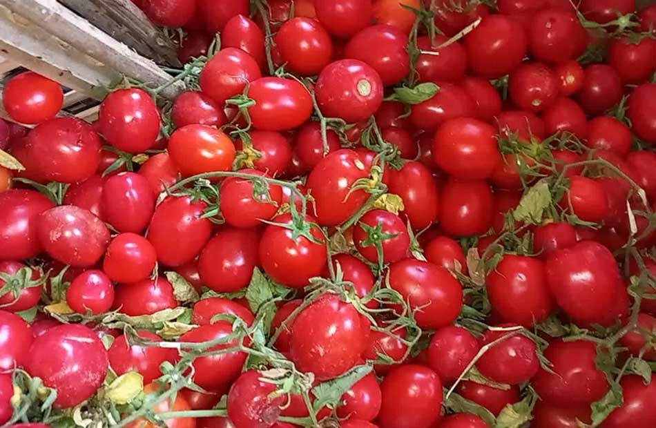 القابضة للصناعات الغذائية تطرح الطماطم بسعر 21.5 جنيه للكيلو بالمنافذ المتنقلة