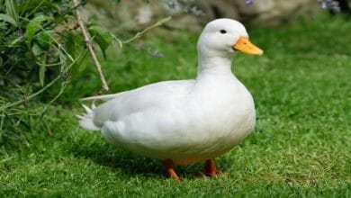 عثور صيني على جزيئات ذهبية تزن 10 جرامات داخل معدة بطة