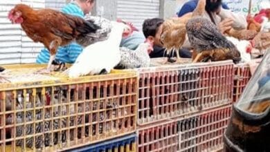 تراجع أسعار الدواجن والبيض بالإسكندرية