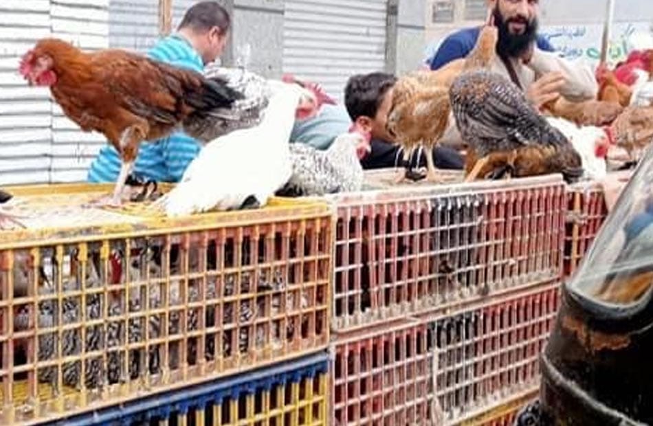 تراجع أسعار الدواجن والبيض بالإسكندرية