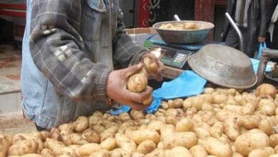 أسعار الخضروات والفاكهة في الغربية اليوم الثلاثاء