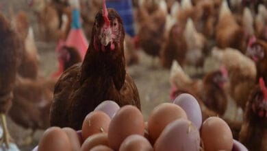 تحديث أسعار الدواجن والبط والرومي في الأسواق المصرية