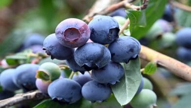التوت الأزرق: دراسة تكشف عن فوائده المذهلة لصحة القلب والجهاز الهضمي