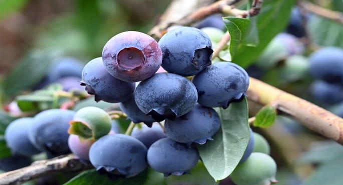 التوت الأزرق: دراسة تكشف عن فوائده المذهلة لصحة القلب والجهاز الهضمي