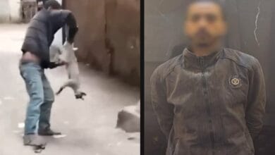 ضبط شخص اعتدى على قطة في القليوبية