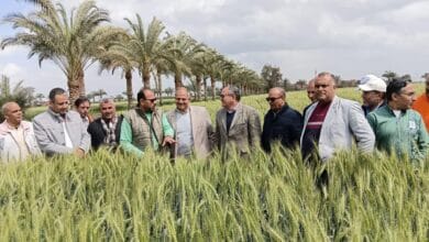 رئيس البحوث الزراعية يتفقد محطة الجميزة لمتابعة تطوير العمل البحثي والإنتاجي