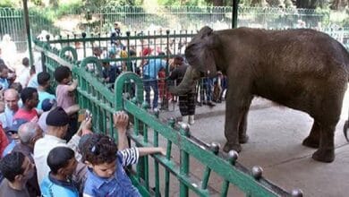 67 ألف زائر لحدائق الحيوان والأسماك بالمحافظات خلال عيد الفطر