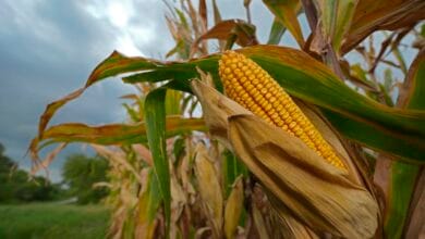 الحرب على إيران ترفع أسعار الغذاء العالمية وتهدد الدول النامية