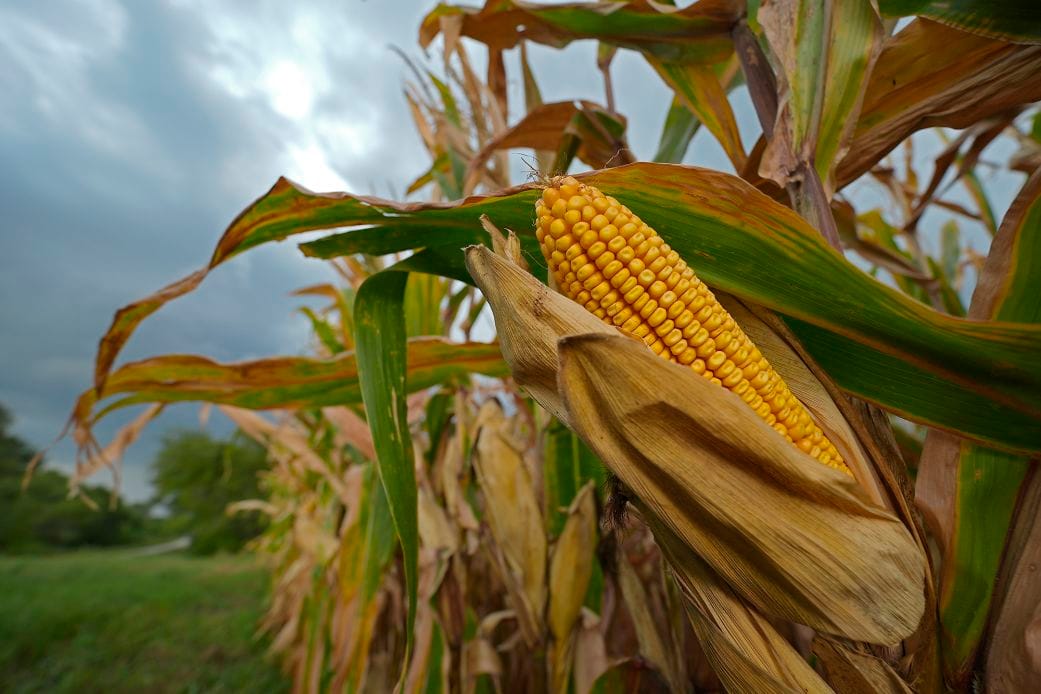 الحرب على إيران ترفع أسعار الغذاء العالمية وتهدد الدول النامية