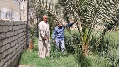 لجان مرور على المحاصيل الزراعية بسوهاج وتقديم إرشادات للمزارعين لمواجهة تقلبات الطقس