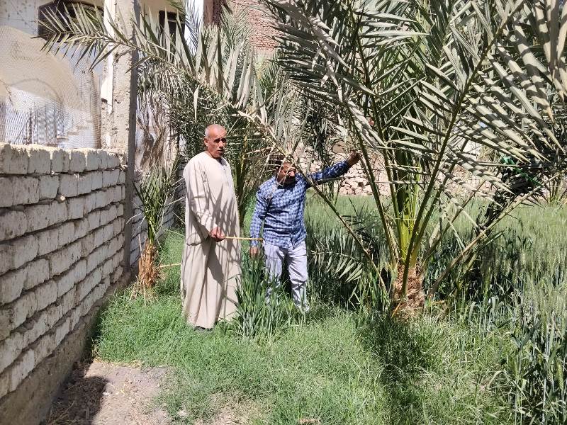 لجان مرور على المحاصيل الزراعية بسوهاج وتقديم إرشادات للمزارعين لمواجهة تقلبات الطقس