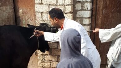 مديرية الطب البيطري بالغربية تبدأ حملة تحصين ضد الجلد العقدي وجدري الأغنام الأسبوع المقبل