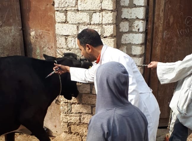 مديرية الطب البيطري بالغربية تبدأ حملة تحصين ضد الجلد العقدي وجدري الأغنام الأسبوع المقبل