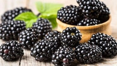 التوت الأسود: فوائد صحية لمكافحة السمنة والسكري