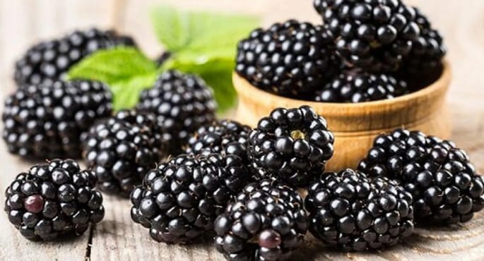 التوت الأسود: فوائد صحية لمكافحة السمنة والسكري