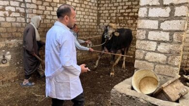 إطلاق الحملة القومية الأولى للتحصين ضد أمراض الأبقار والأغنام لعام 2026