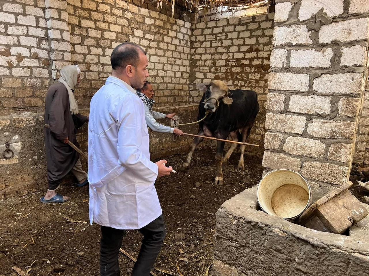 إطلاق الحملة القومية الأولى للتحصين ضد أمراض الأبقار والأغنام لعام 2026