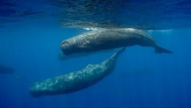 علماء يوثقون لأول مرة نطح حيتان العنبر لبعضها البعض بطائرات مسيرة