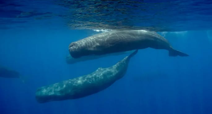 علماء يوثقون لأول مرة نطح حيتان العنبر لبعضها البعض بطائرات مسيرة