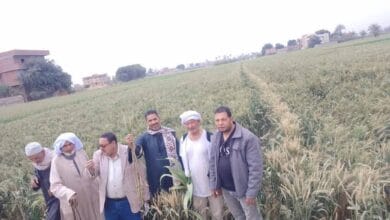 يوم إرشادي لمحصول القمح بساقلتة في سوهاج