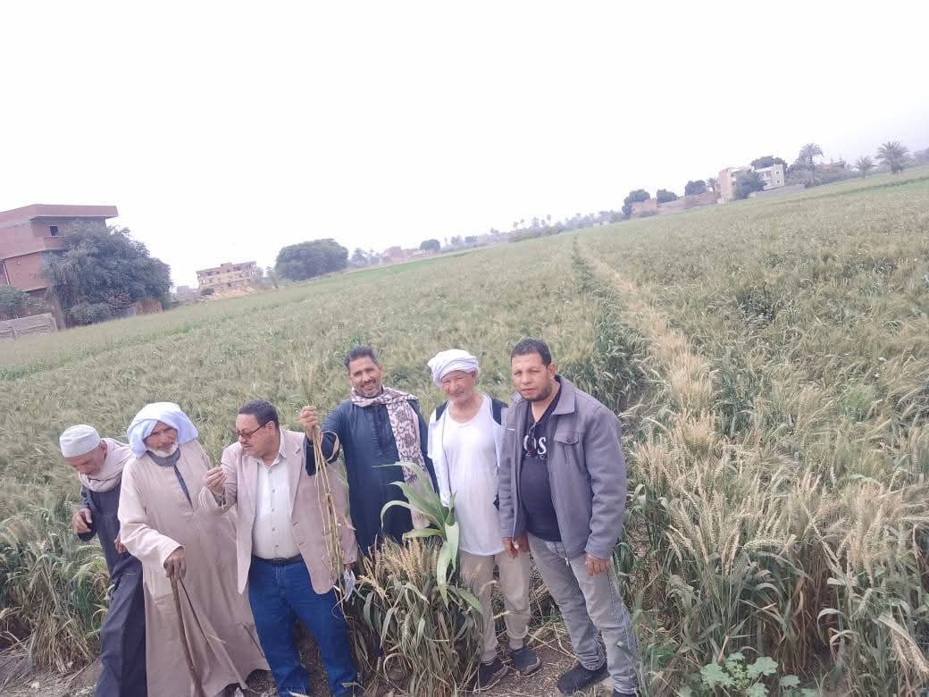 يوم إرشادي لمحصول القمح بساقلتة في سوهاج