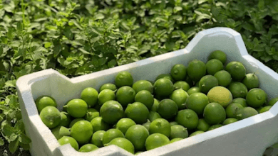 شجرة ليمون تحمل ثمار الليمون