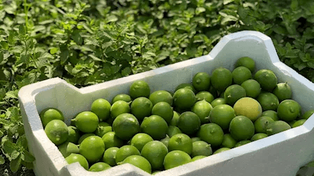 شجرة ليمون تحمل ثمار الليمون