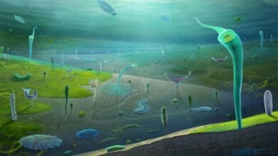 حفريات صينية تكشف تنوعاً واسعاً للحياة الحيوانية قبل 500 مليون سنة