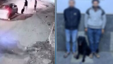 ضبط شخصين اعتديا على سائق بكلب في البحيرة بسبب خلاف على أولوية المرور