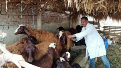 تحصين 122 ألف رأس ماشية ضد الأمراض في الغربية