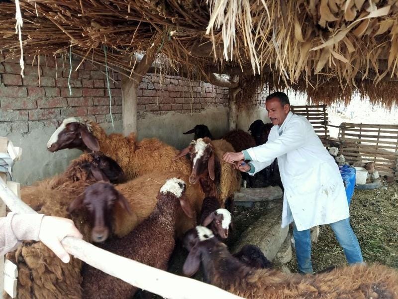 تحصين 122 ألف رأس ماشية ضد الأمراض في الغربية