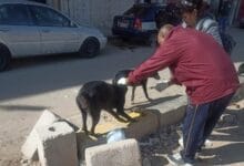 تعقيم 38 كلباً ضالاً في حملة مكثفة بحي المنتزه أول بالإسكندرية