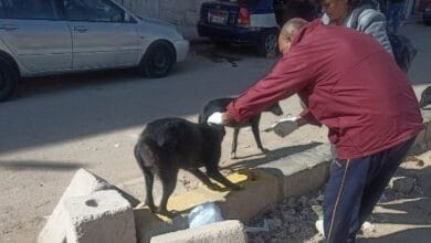 تعقيم 38 كلباً ضالاً في حملة مكثفة بحي المنتزه أول بالإسكندرية