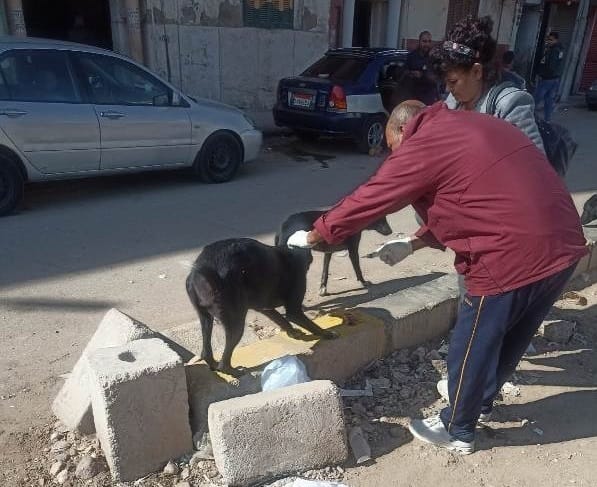 تعقيم 38 كلباً ضالاً في حملة مكثفة بحي المنتزه أول بالإسكندرية