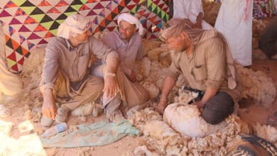 محافظة مطروح تحتفل بموسم "الجلامة".. تقاليد بدوية في جز صوف الأغنام